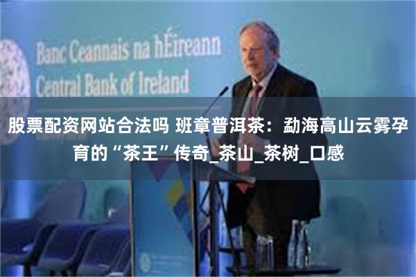 股票配资网站合法吗 班章普洱茶：勐海高山云雾孕育的“茶王”传奇_茶山_茶树_口感